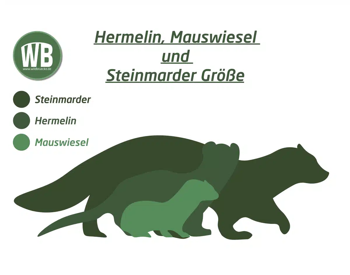 Steinmarder Größe im Vergleich zu Hermelin und Mauswiesel - Wildtiere in Europa Steinmarder Größe im Vergleich zu Hermelin und Mauswiesel - Wildtiere in Europa