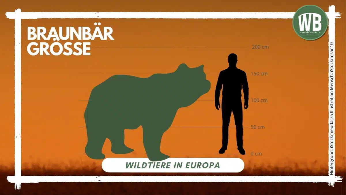 Teaserbild BraunbĂ€r GröĂe - Wildtiere in Europa Teaserbild BraunbĂ€r GröĂe - Wildtiere in Europa