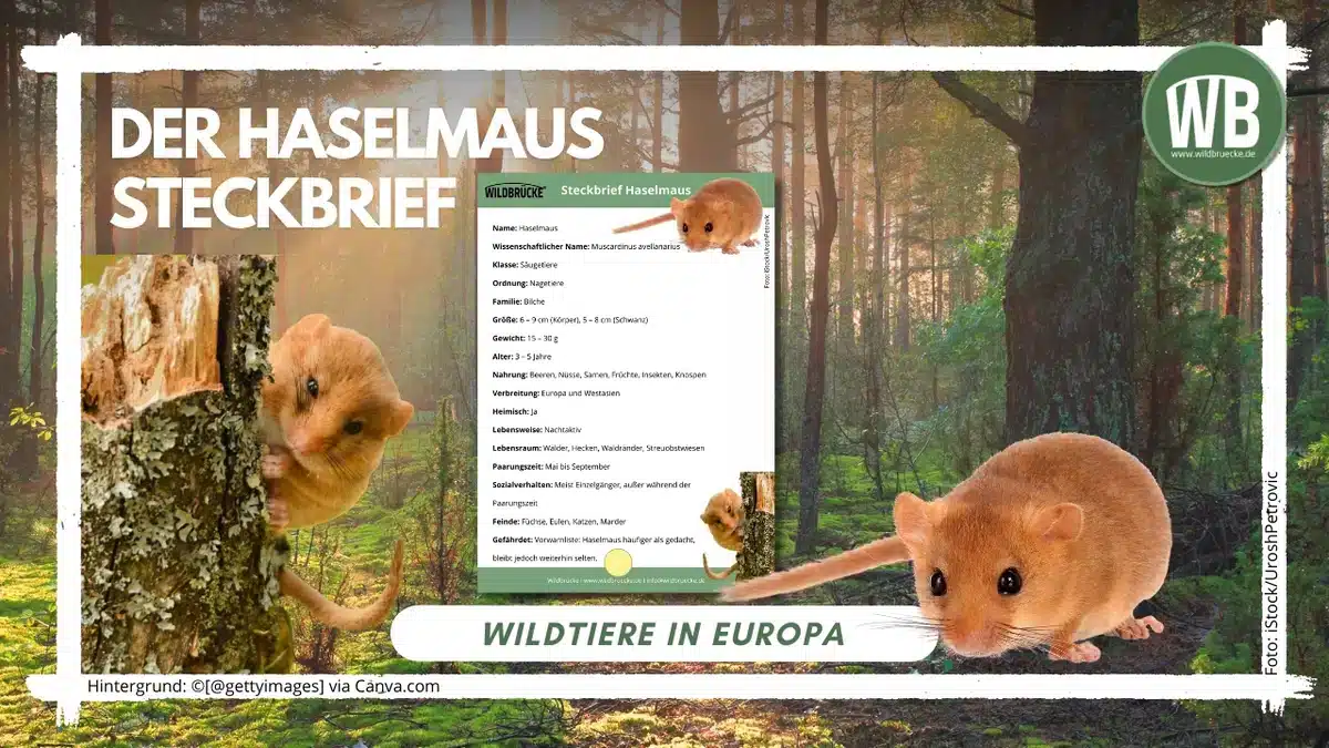 Teaserbild Haselmaus Steckbrief - Wildtiere in Europa Teaserbild Haselmaus Steckbrief - Wildtiere in Europa