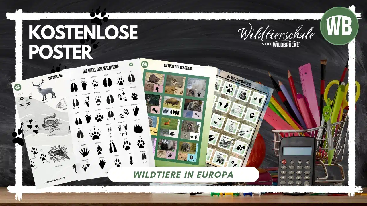 Kostenlose Poster Welt der Wildtiere -Wildtierschule