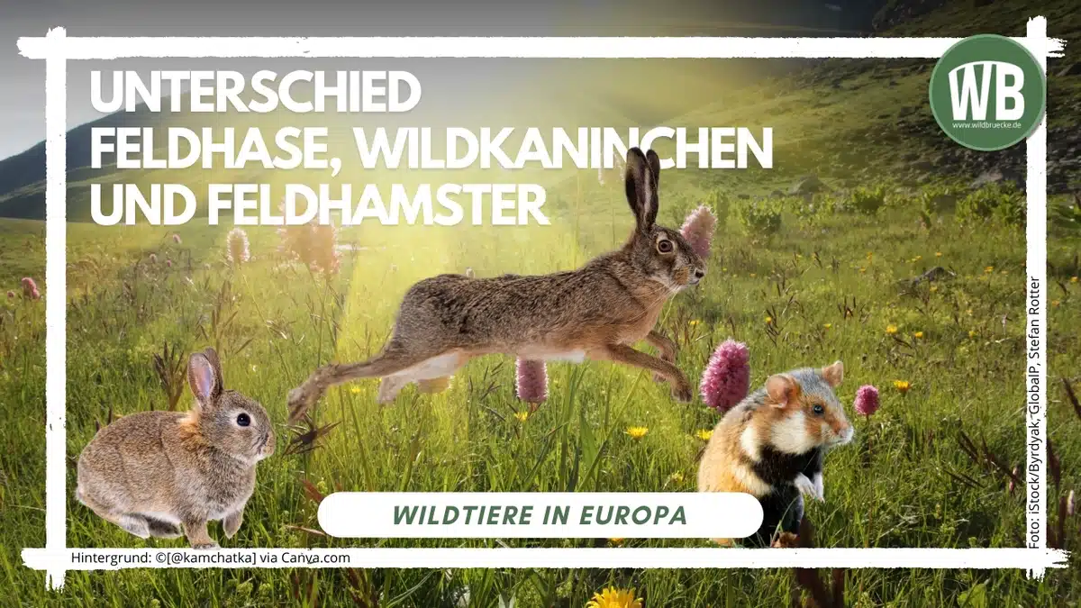 _Teaserbild Unterschied Feldhase, Wildkaninchen und Feldhamster - Wildtiere in Europa _Teaserbild Unterschied Feldhase, Wildkaninchen und Feldhamster - Wildtiere in Europa
