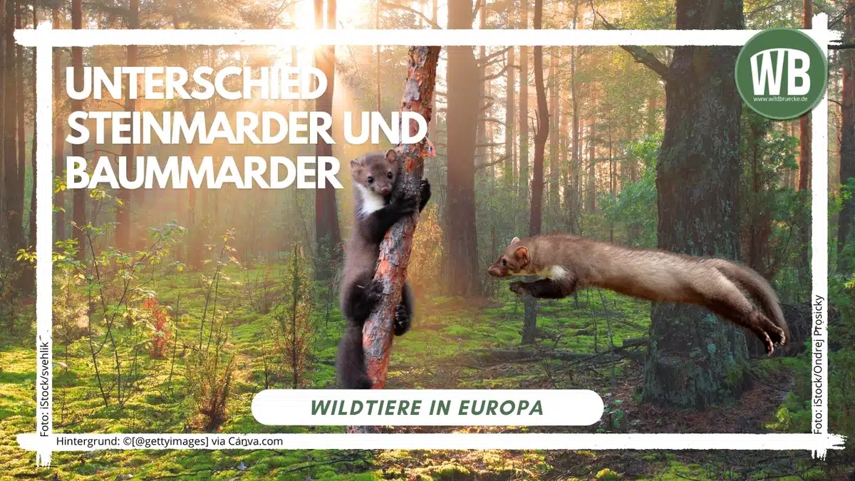 Teaserbild Unterschied Steinmarder und Baummarder - Wildtiere in Europa Teaserbild Unterschied Steinmarder und Baummarder - Wildtiere in Europa