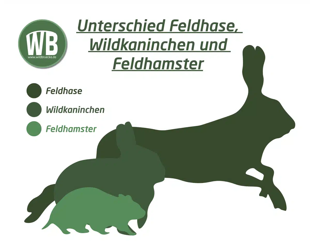Unterschied Feldhase, Wildkaninchen und Feldhamster Größe - Wildtiere in Europa Unterschied Feldhase, Wildkaninchen und Feldhamster Größe - Wildtiere in Europa
