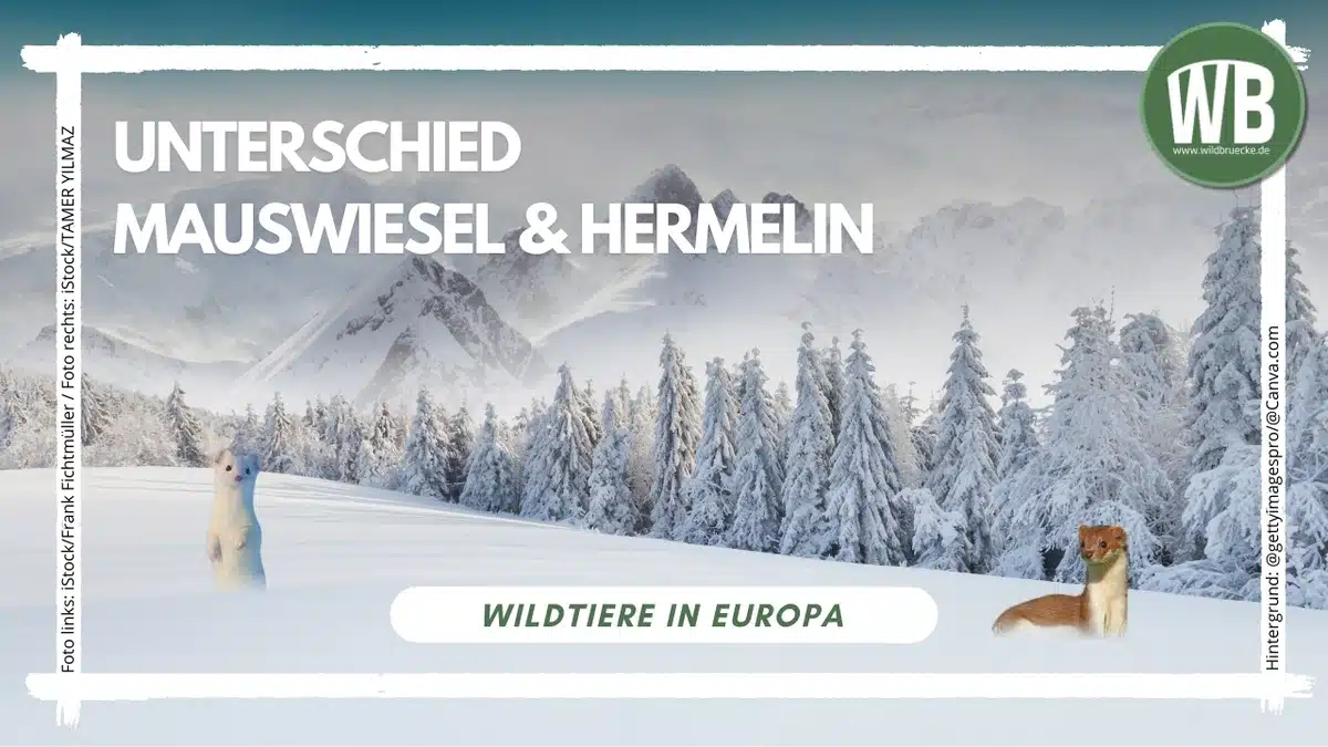 Unterschied Mauswiesel und Hermelin - Wildtiere in Europa (2) Unterschied Mauswiesel und Hermelin - Wildtiere in Europa (2)