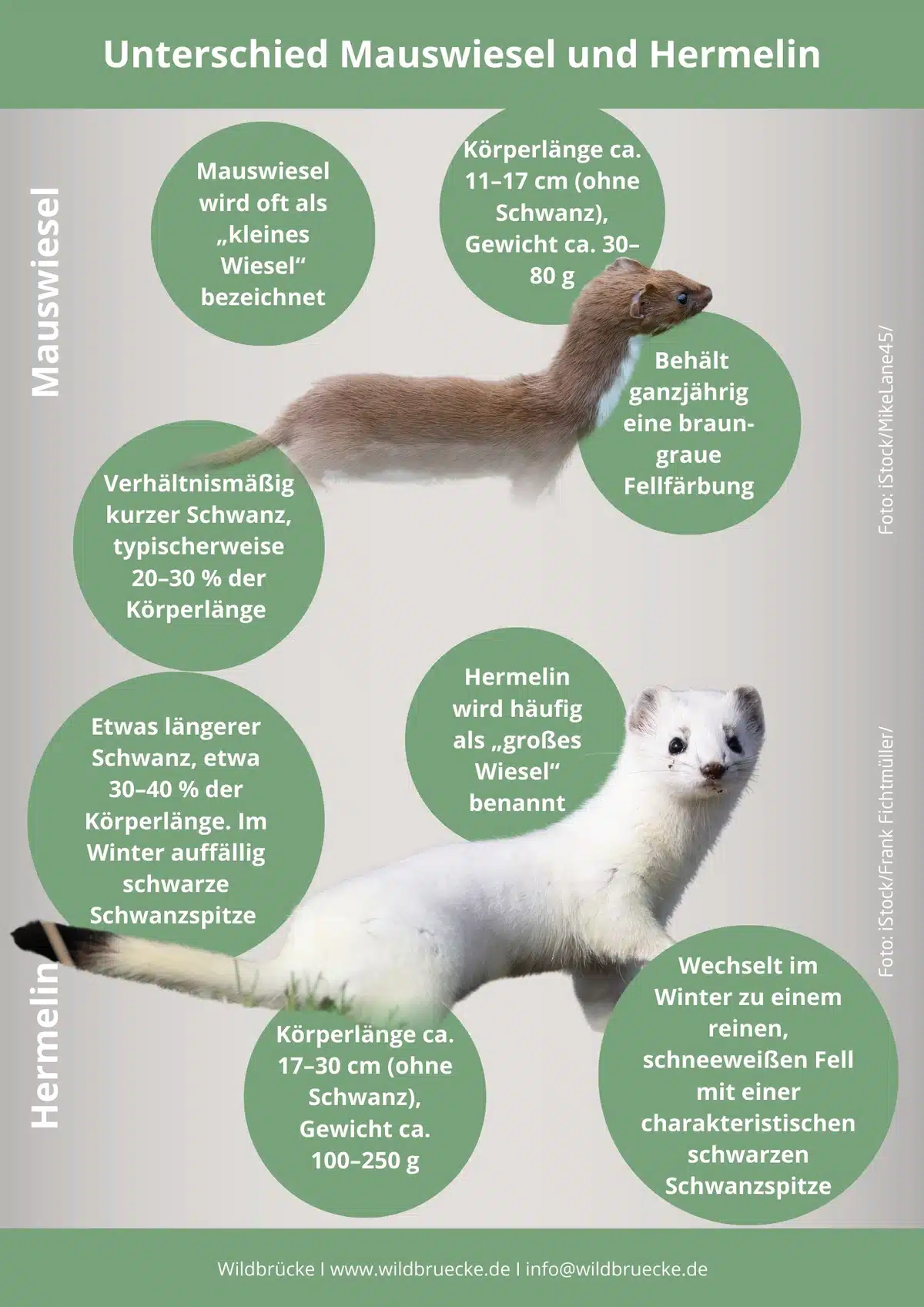 Unterschied Mauswiesel und Hermelin - Wildtiere in Europa