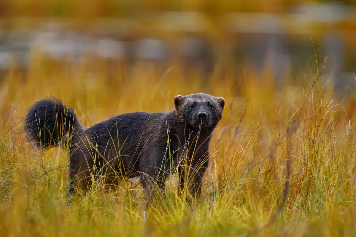 Vielfraß - Wildtiere in Europa