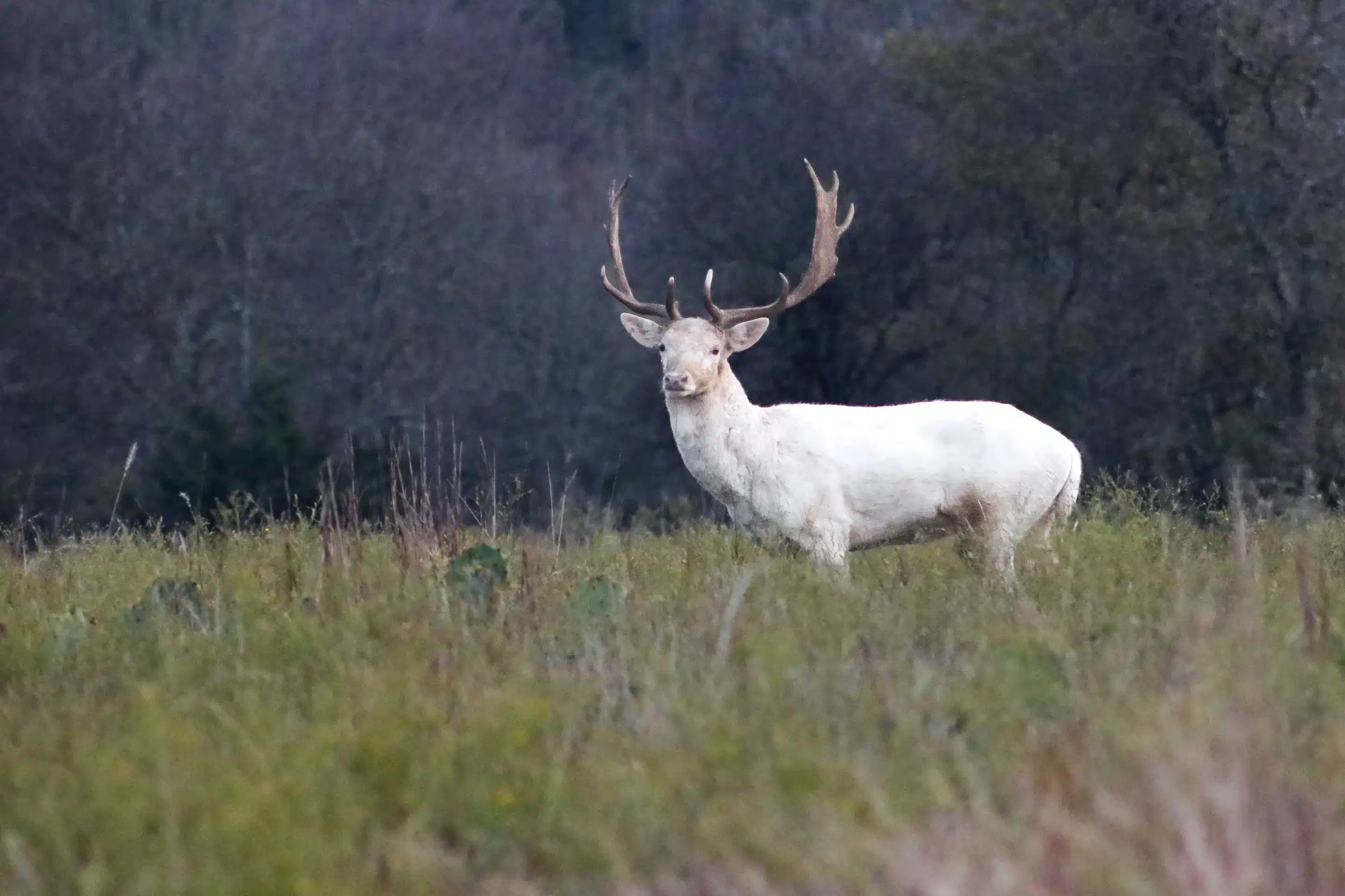 Weißes Damwild - Wildtiere in Europa Weißes Damwild - Wildtiere in Europa