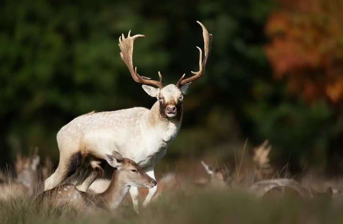 Weißes Damwild auf einer Wiese - Wildtiere in Europa Weißes Damwild auf einer Wiese - Wildtiere in Europa