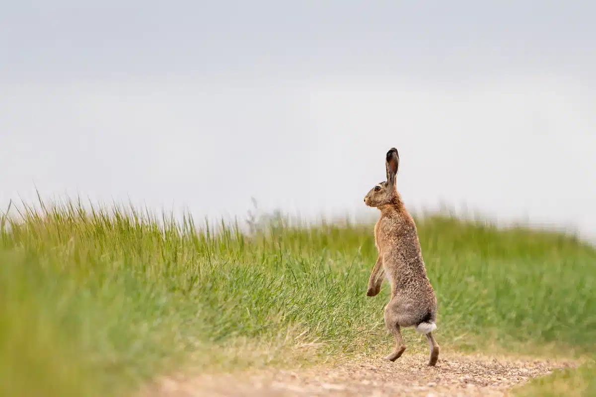 Wie groß wird ein Feldhase - Wildtiere in Europa Wie groß wird ein Feldhase - Wildtiere in Europa