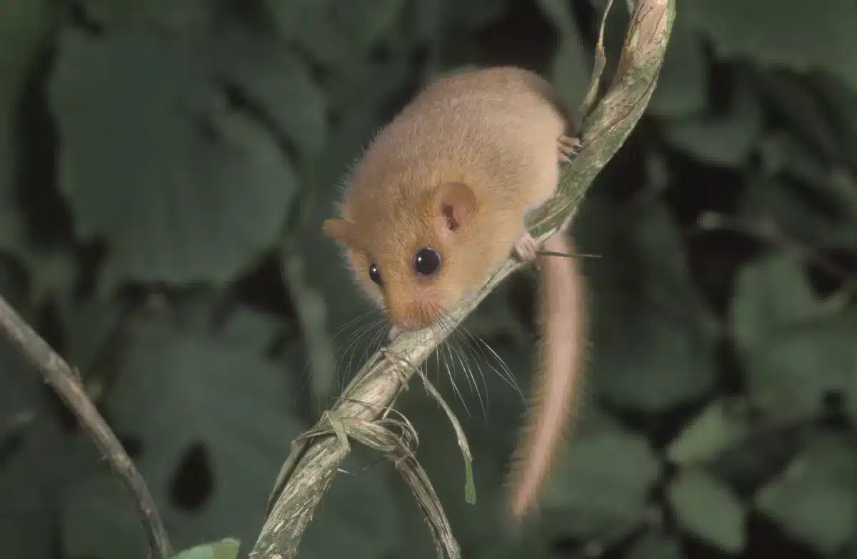 wie eine Haselmaus aussieht - Wildtiere in Europa wie eine Haselmaus aussieht - Wildtiere in Europa