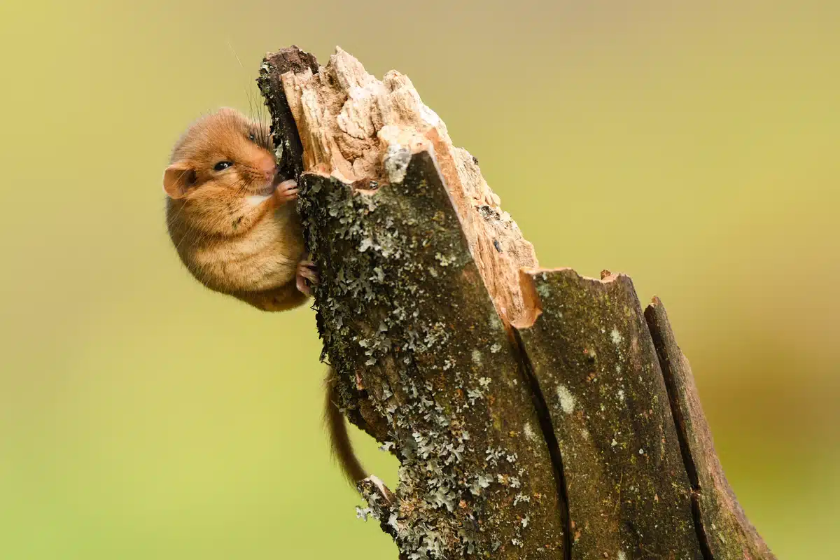 wie sieht eine haselmaus aus - Wildtiere in Europa wie sieht eine haselmaus aus - Wildtiere in Europa
