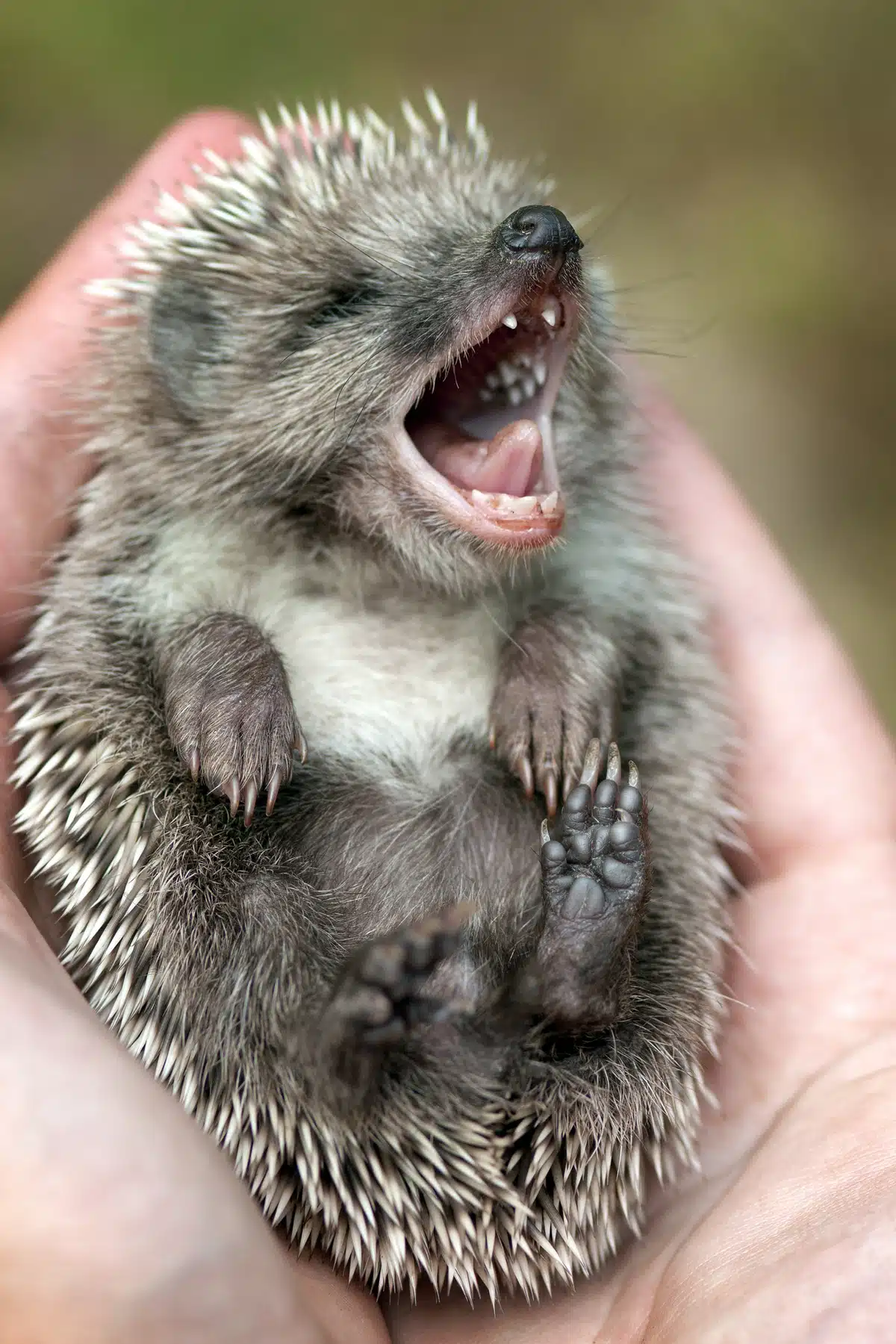 Auffangstation für Igel - Wildtiere in Europa Auffangstation für Igel - Wildtiere in Europa