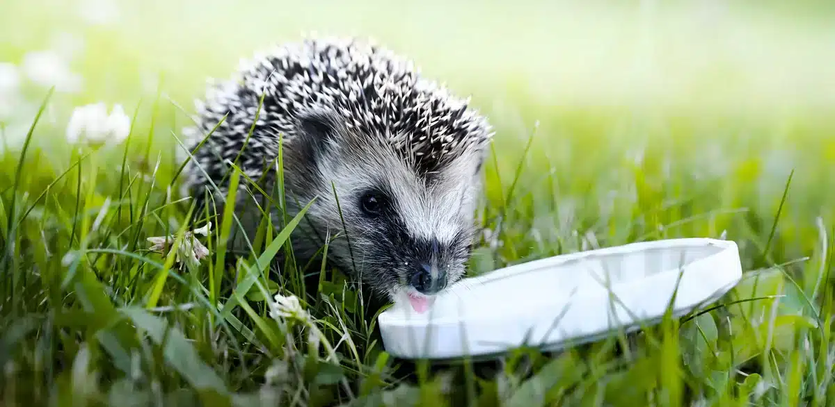 Darf man Igel mit Haferflocken füttern - Wildtiere in Europa Darf man Igel mit Haferflocken füttern - Wildtiere in Europa