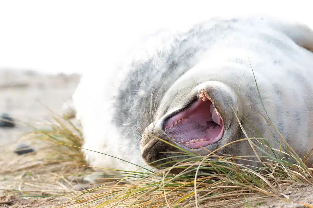 Das Gebiss der Kegelrobbe - Wildtiere in Europa Das Gebiss der Kegelrobbe - Wildtiere in Europa