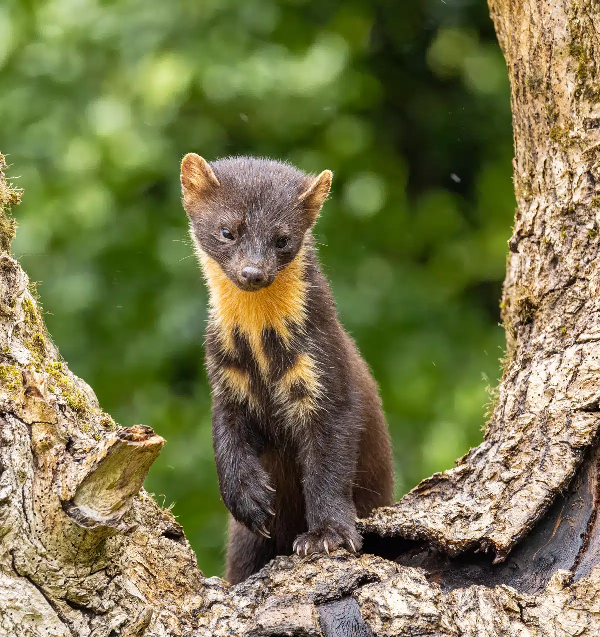 Der Baummarder im Steckbrief - Wildtiere in Europa Der Baummarder im Steckbrief - Wildtiere in Europa