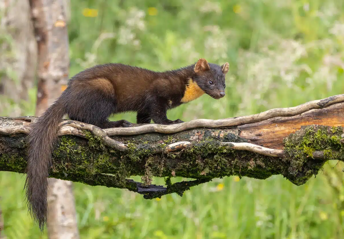 Der Baummarder im Vergleich zum Stienmarder - Wildtiere in Europa Der Baummarder im Vergleich zum Stienmarder - Wildtiere in Europa