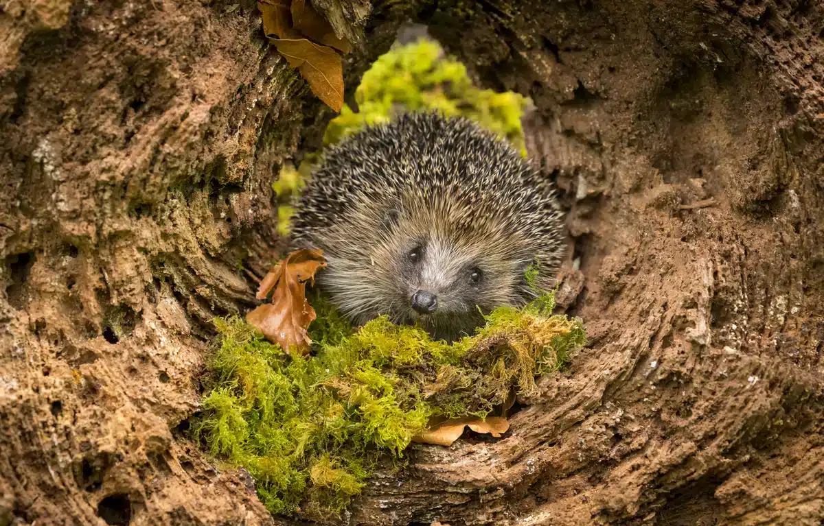 Der Igel Lebensraum - Wildtiere in Europa