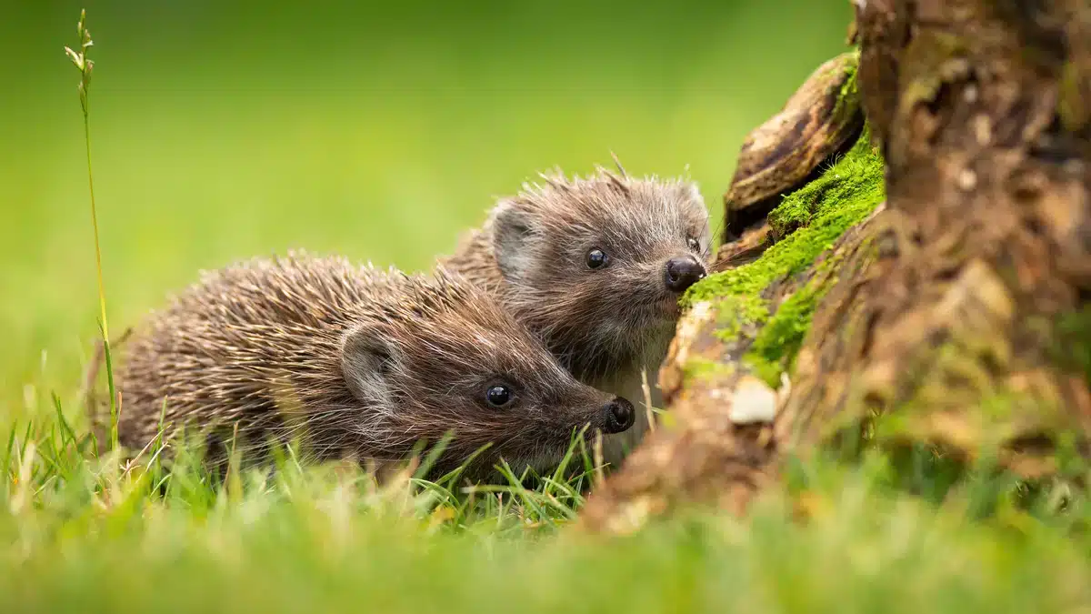 Der Lebensraum der Igel - Wildtiere in Europa