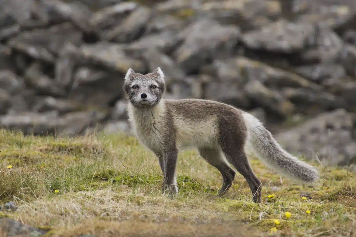 Der Polarfuchs in seinem Lebensraum - Wildtiere in Europa Der Polarfuchs in seinem Lebensraum - Wildtiere in Europa