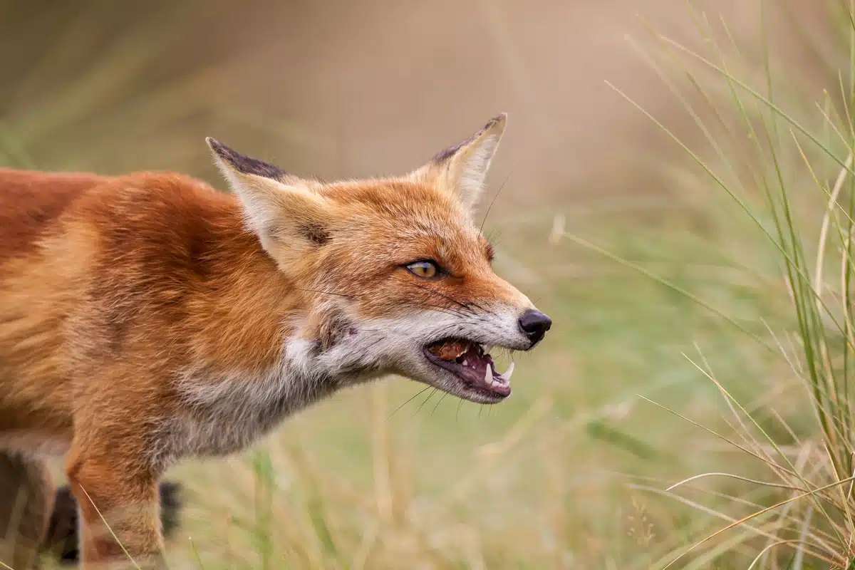 Die Feinde vom Rotfuchs - Wildtiere in Europa Die Feinde vom Rotfuchs - Wildtiere in Europa