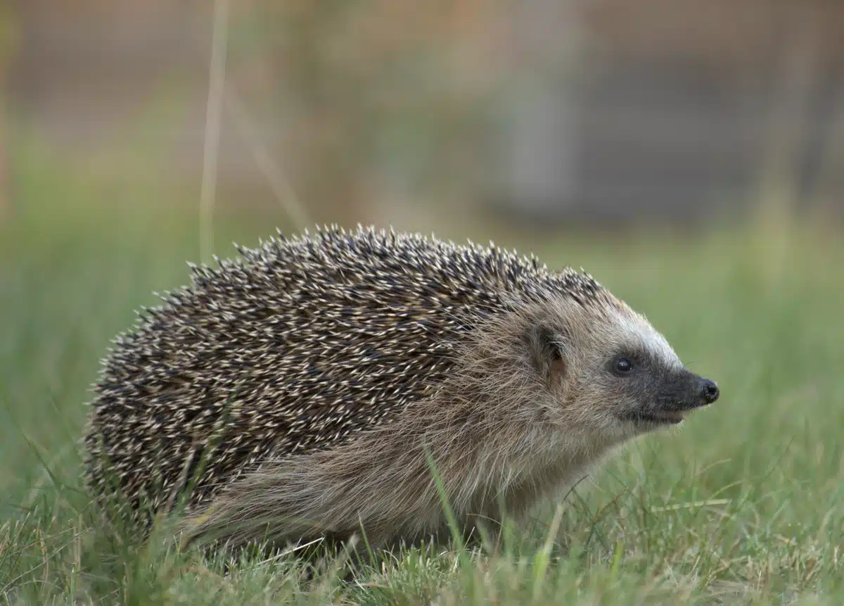Die Igel Gewicht Tabelle - Wildtiere in Europa Die Igel Gewicht Tabelle - Wildtiere in Europa