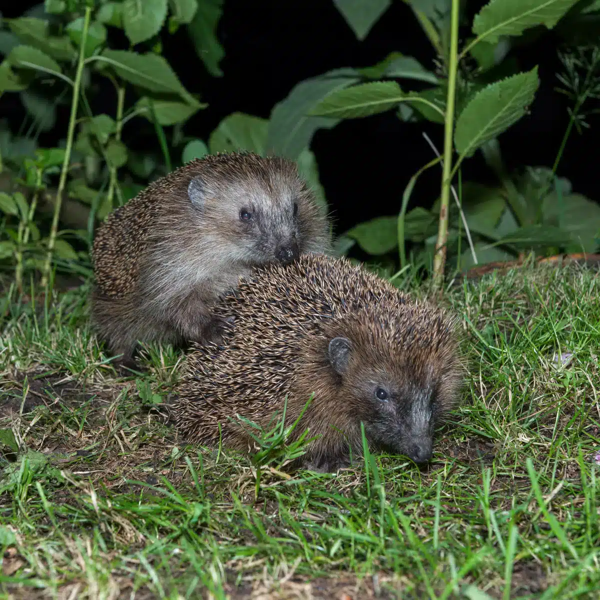 Die Igel Paarung - Wildtiere in Europa Die Igel Paarung - Wildtiere in Europa