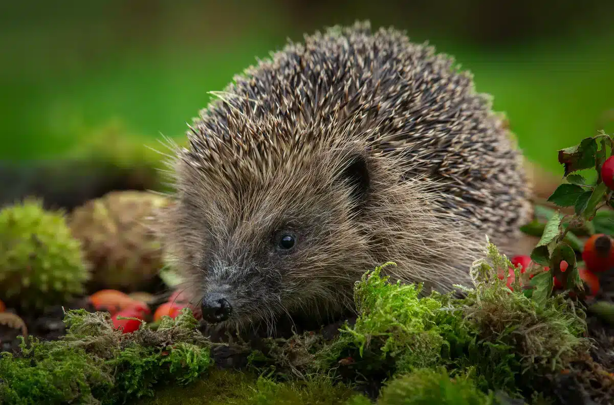 Die Igel Rufe im Garten - Wildtiere in Europa Die Igel Rufe im Garten - Wildtiere in Europa