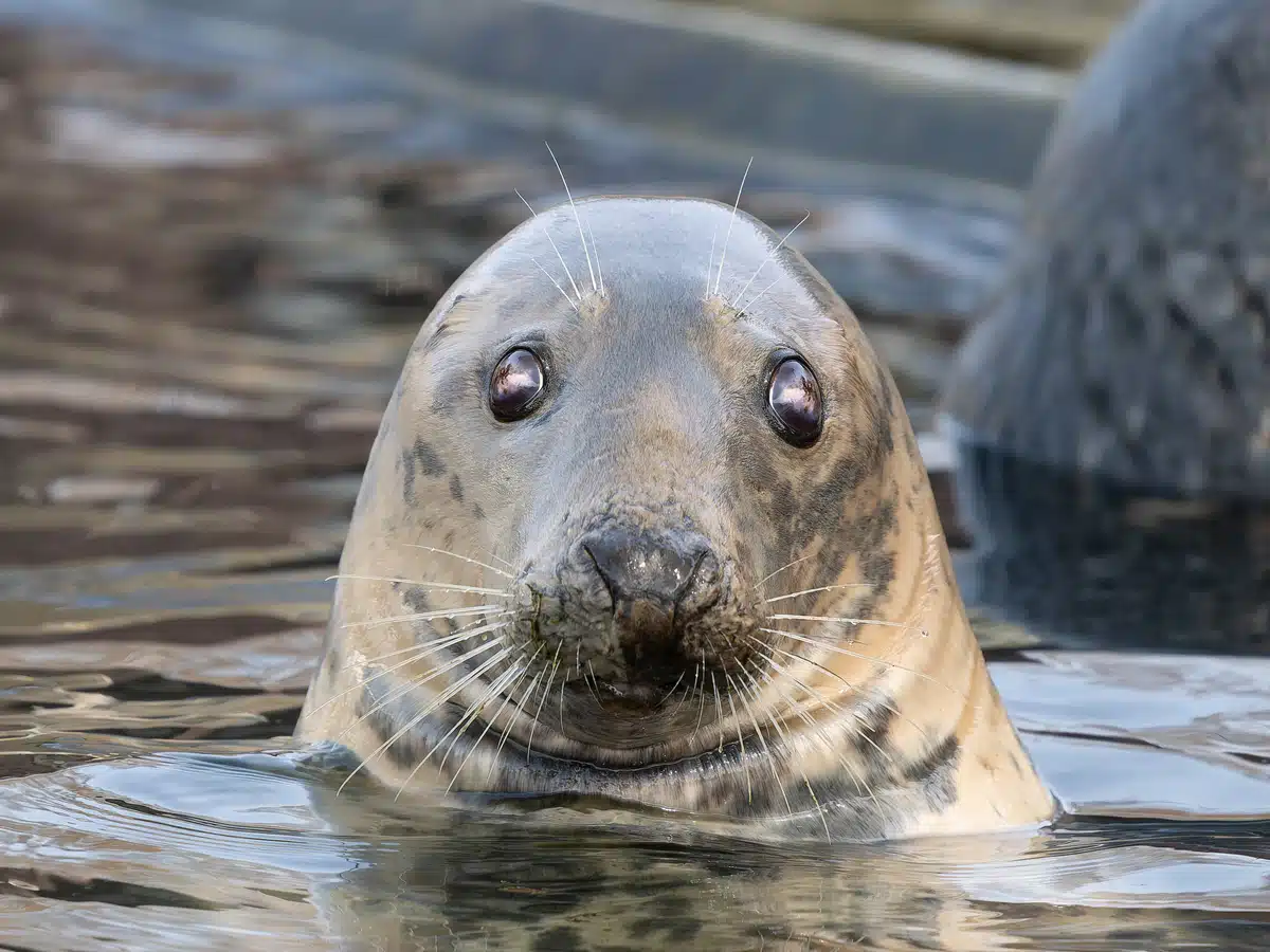 Die Kegelrobbe im Steckbrief - Wildtiere in Europa Die Kegelrobbe im Steckbrief - Wildtiere in Europa