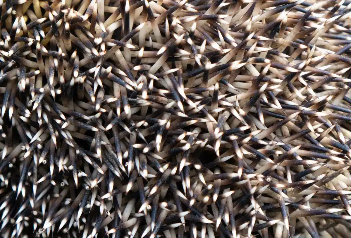 Die Stachel eines Igel - Wildtiere in Europa Die Stachel eines Igel - Wildtiere in Europa