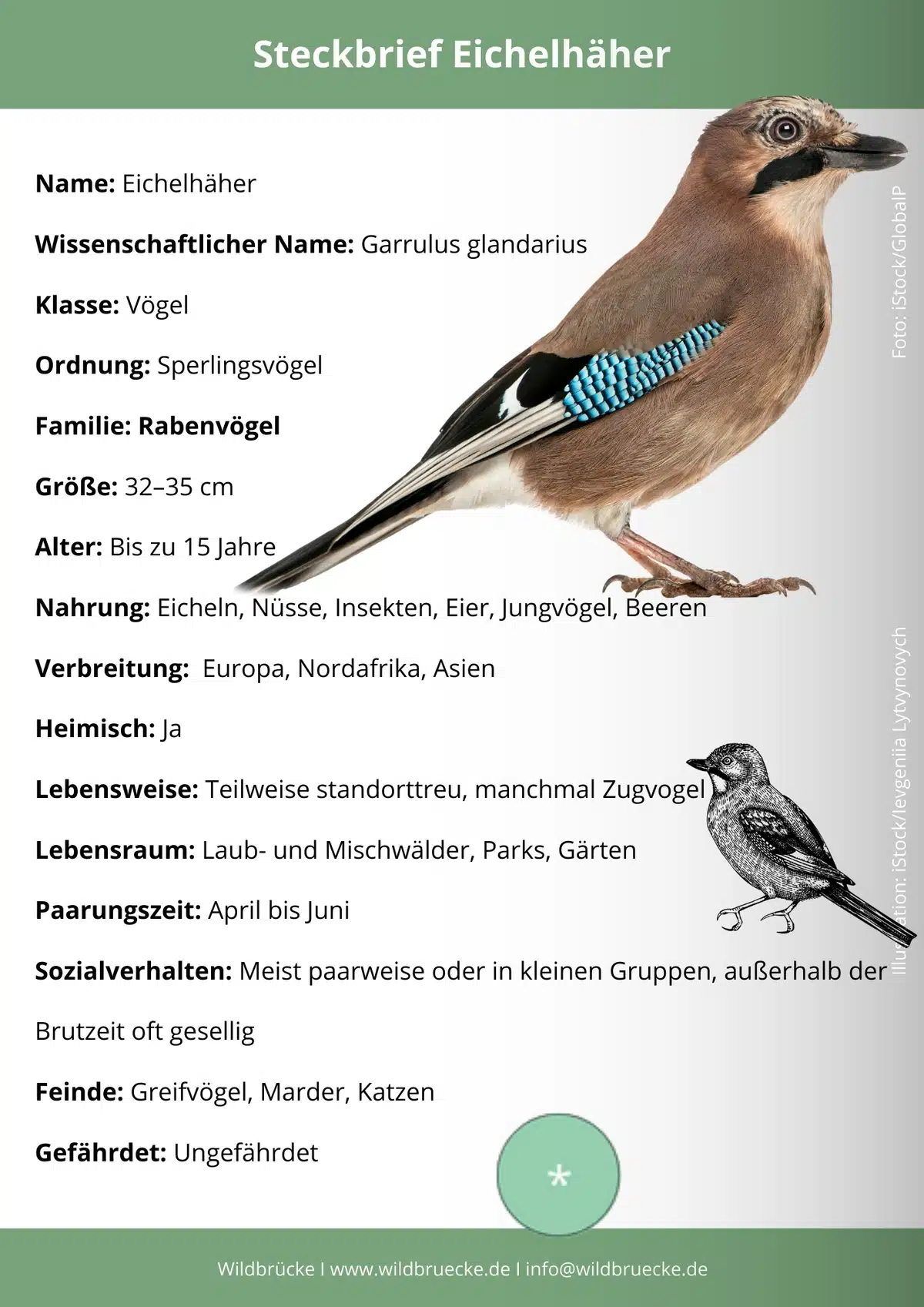 Eichelhäher Steckbrief - Wildtiere in Europa