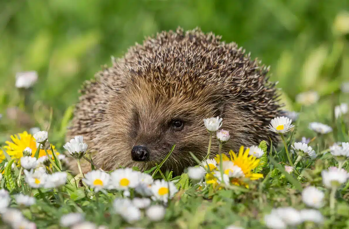 Ein Igel im Garten - Wildtiere in Europa Ein Igel im Garten - Wildtiere in Europa