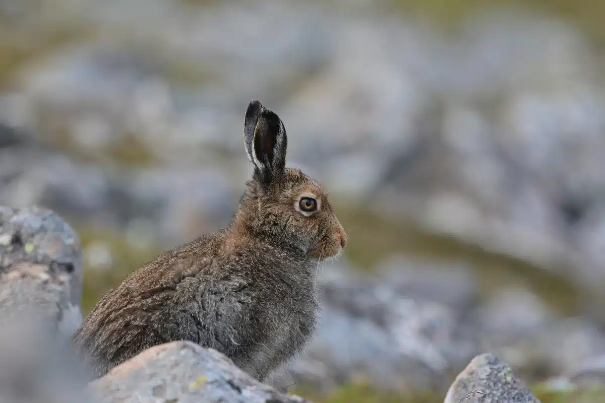 Ein Schneehase im Sommer - Wildtiere in Europa Ein Schneehase im Sommer - Wildtiere in Europa