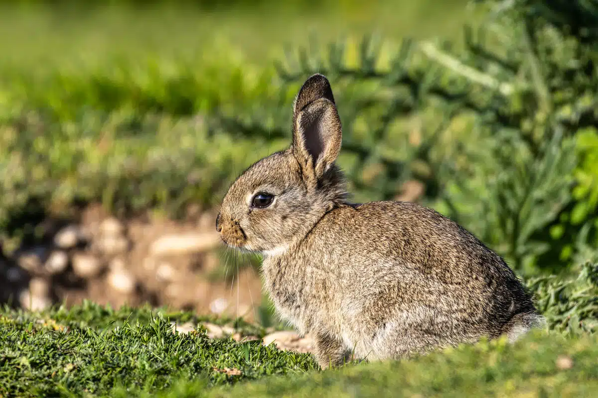 Ein Wildkaninchen Baby - Wildtiere in Europa Ein Wildkaninchen Baby - Wildtiere in Europa