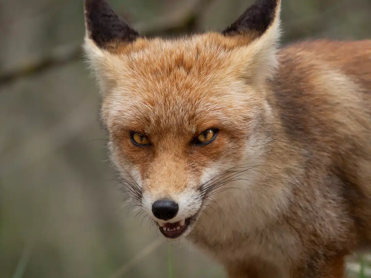 Feinde vom Rotfuchs - Wildtiere in Europa Feinde vom Rotfuchs - Wildtiere in Europa
