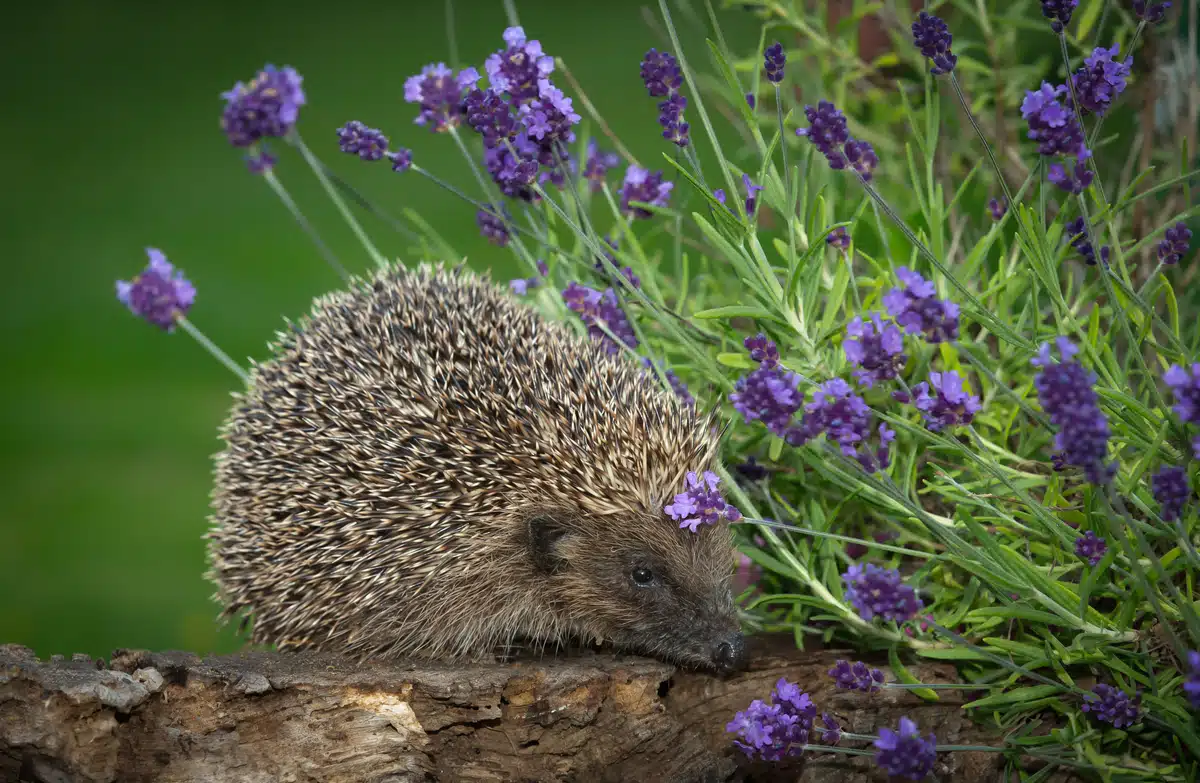 Fressen Igel Schnecken - Wildtiere in Europa Fressen Igel Schnecken - Wildtiere in Europa