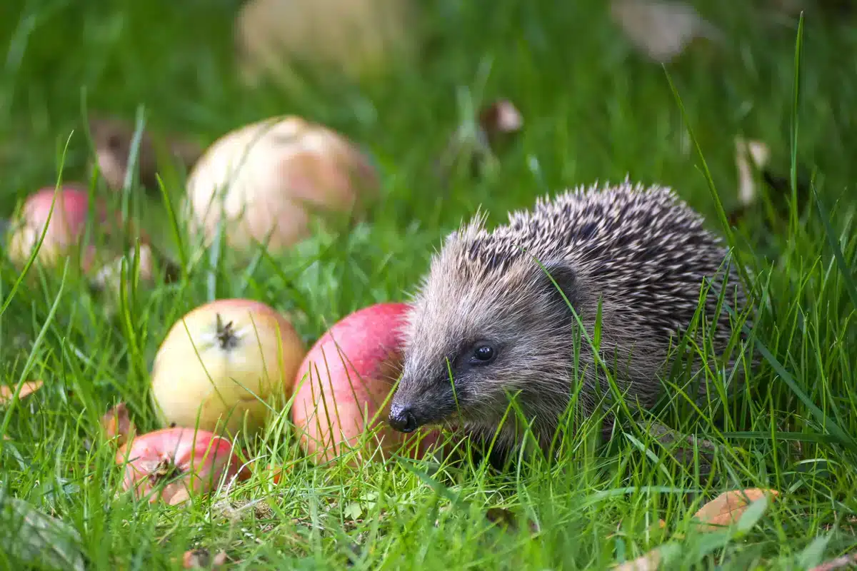 Fressen Igel auch Äpfel - Wildtiere in Europa Wann ist die Igel Paarungszeit - Wildtiere in Europa