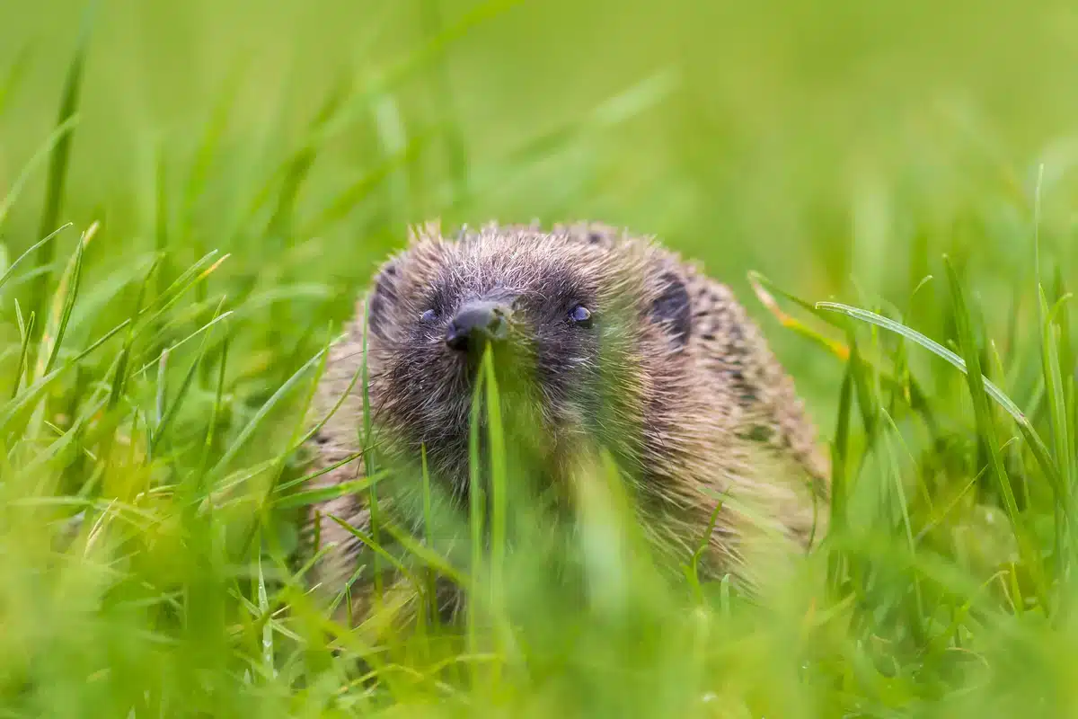 Fressen Igel eigentlich Mäuse - Wildtiere in Europa Fressen Igel eigentlich Mäuse - Wildtiere in Europa