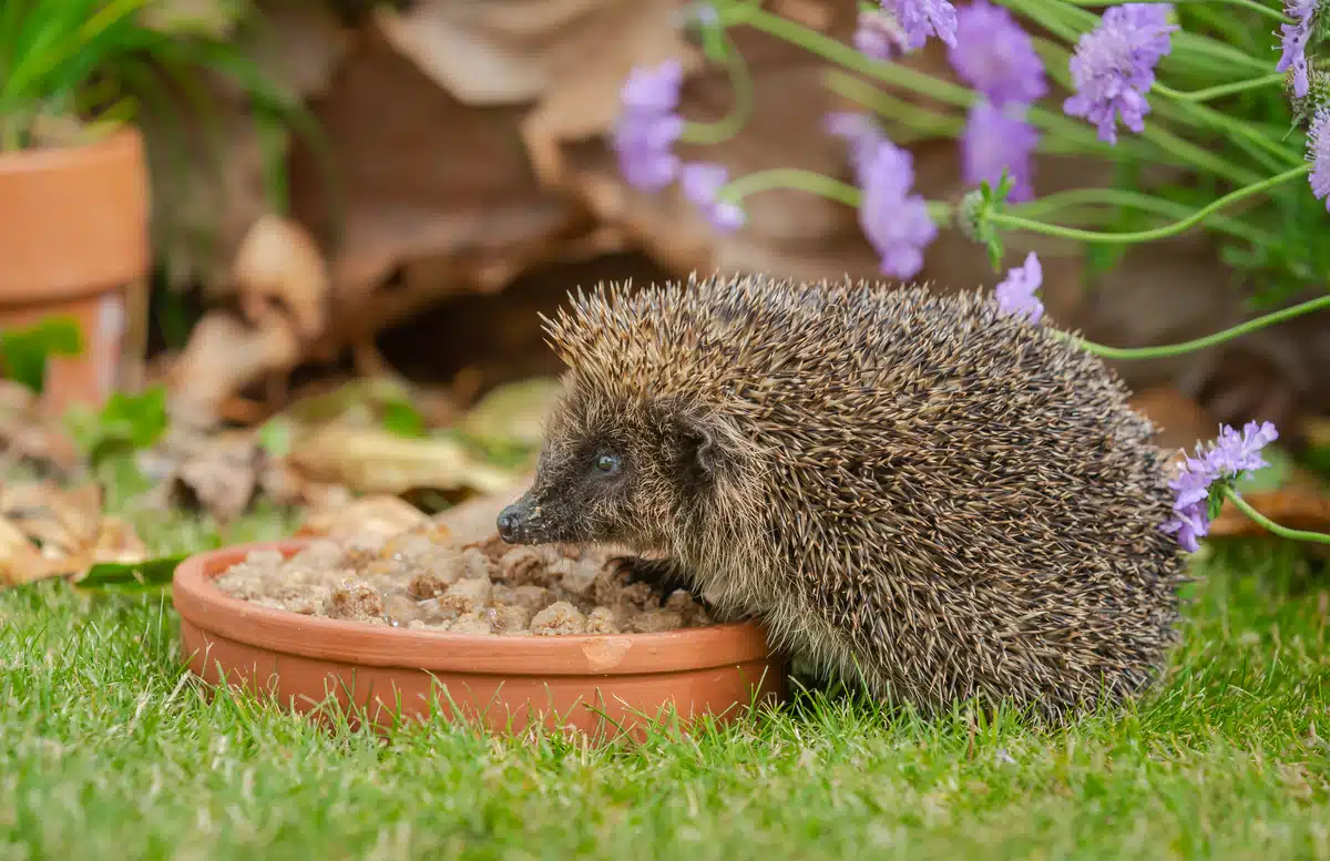 Futter Igel - Wildtiere in Europa Futter Igel - Wildtiere in Europa