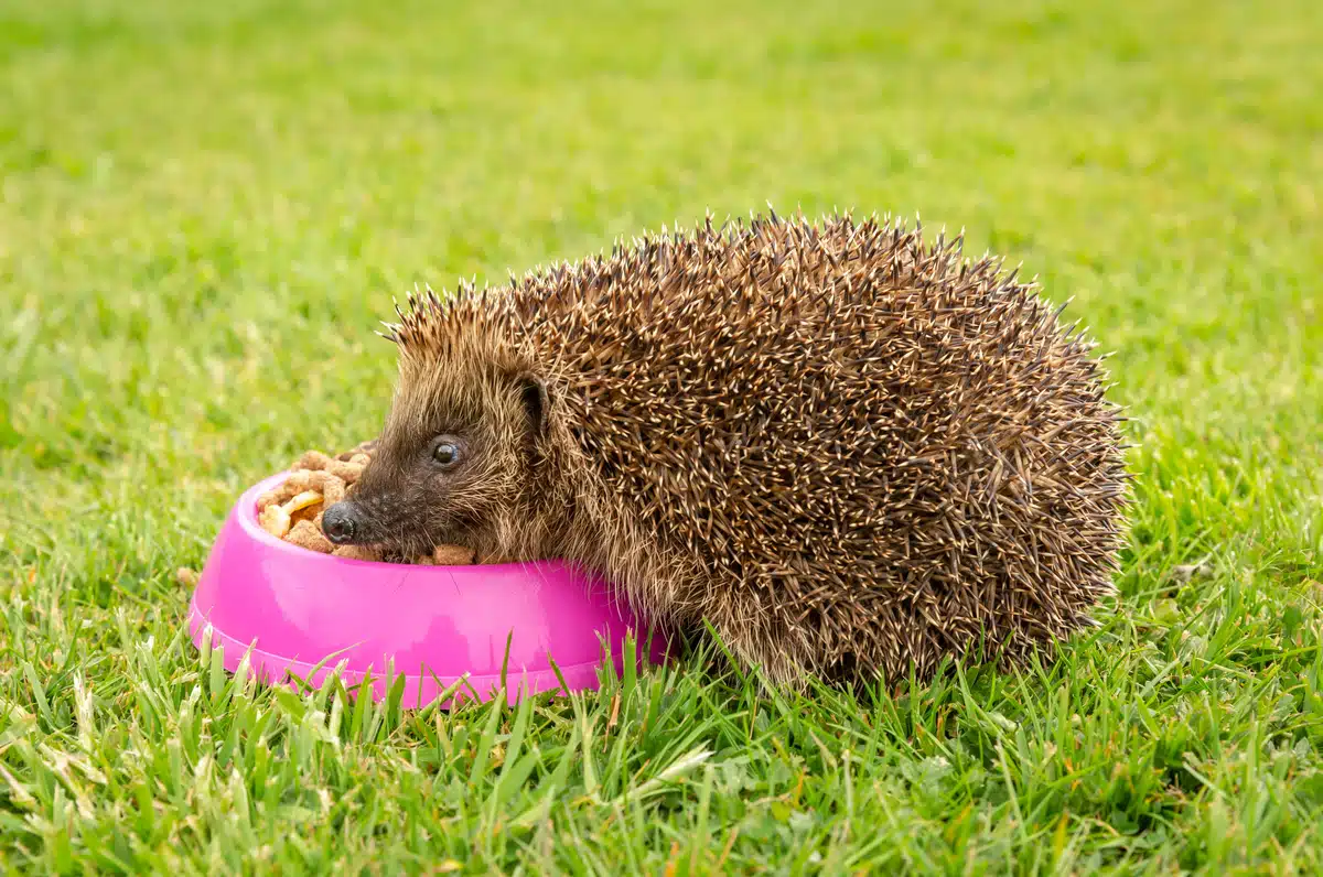 Futter für Igel - Wildtiere in Europa Futter für Igel - Wildtiere in Europa