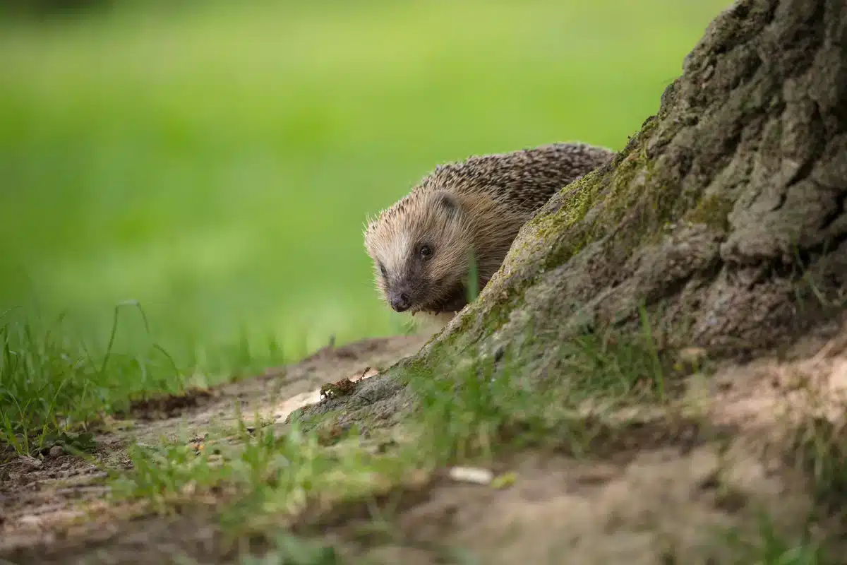 Garten fĂĽr Igel - Wildteire in Europa Garten fĂĽr Igel - Wildteire in Europa