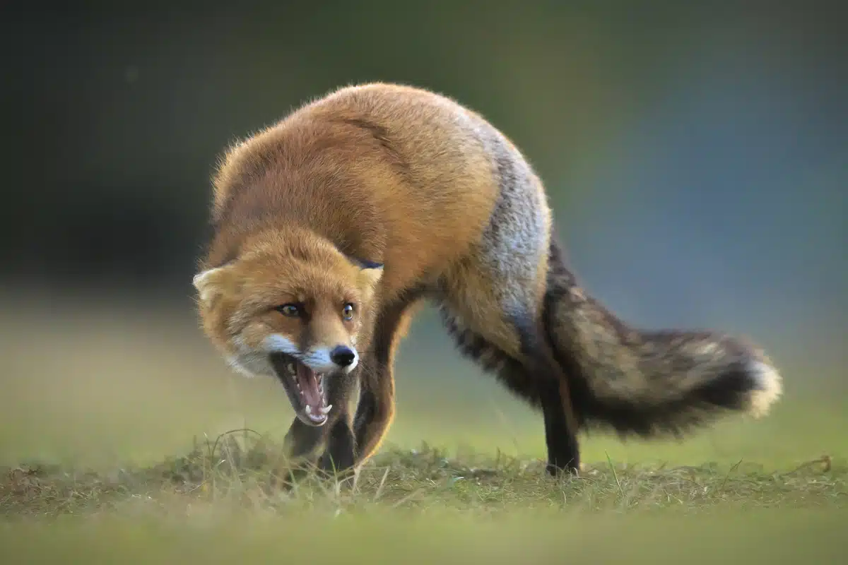 Geräusche Fuchs - Wildtiere in Europa Geräusche Fuchs - Wildtiere in Europa