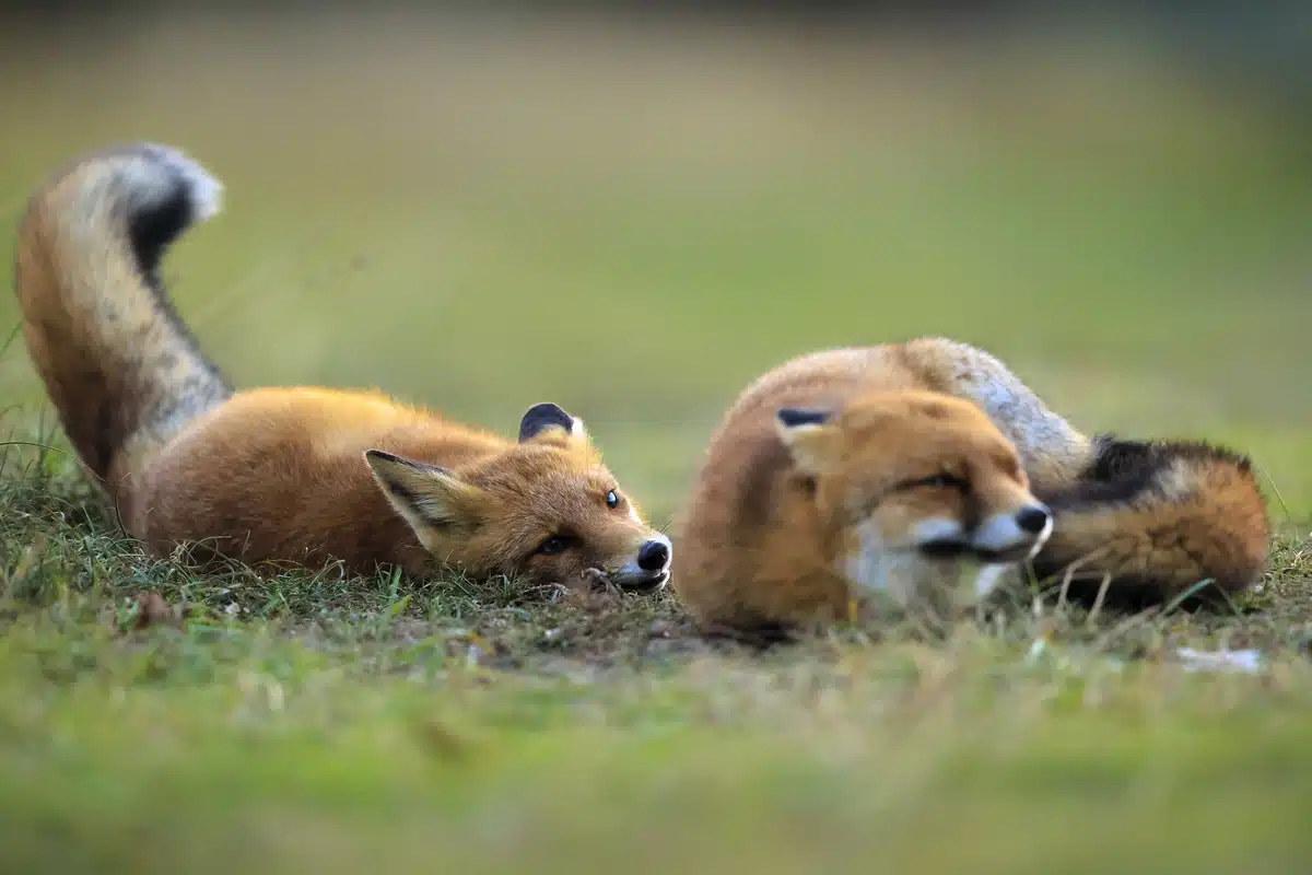 Geräusche vom Fuchs - Wildtiere in Europa Geräusche vom Fuchs - Wildtiere in Europa