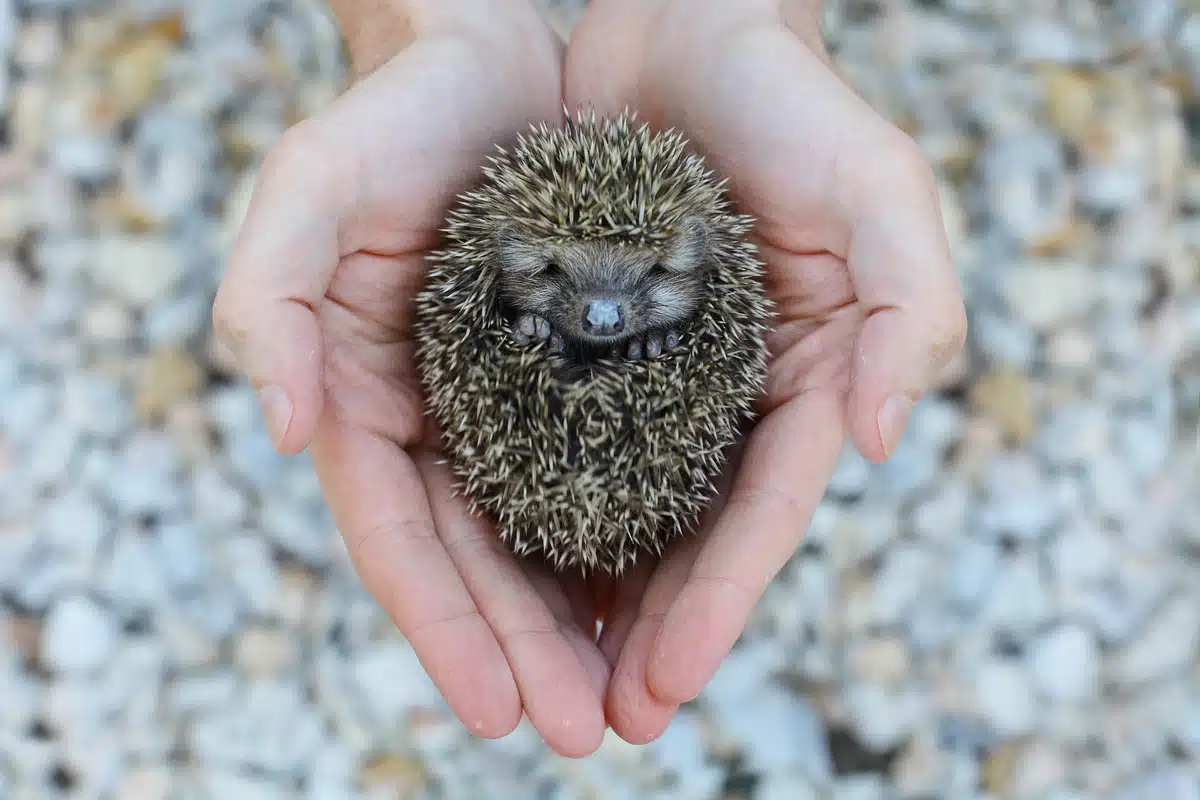 Igel Auffangstation - Wildtiere in Europa Igel Auffangstation - Wildtiere in Europa