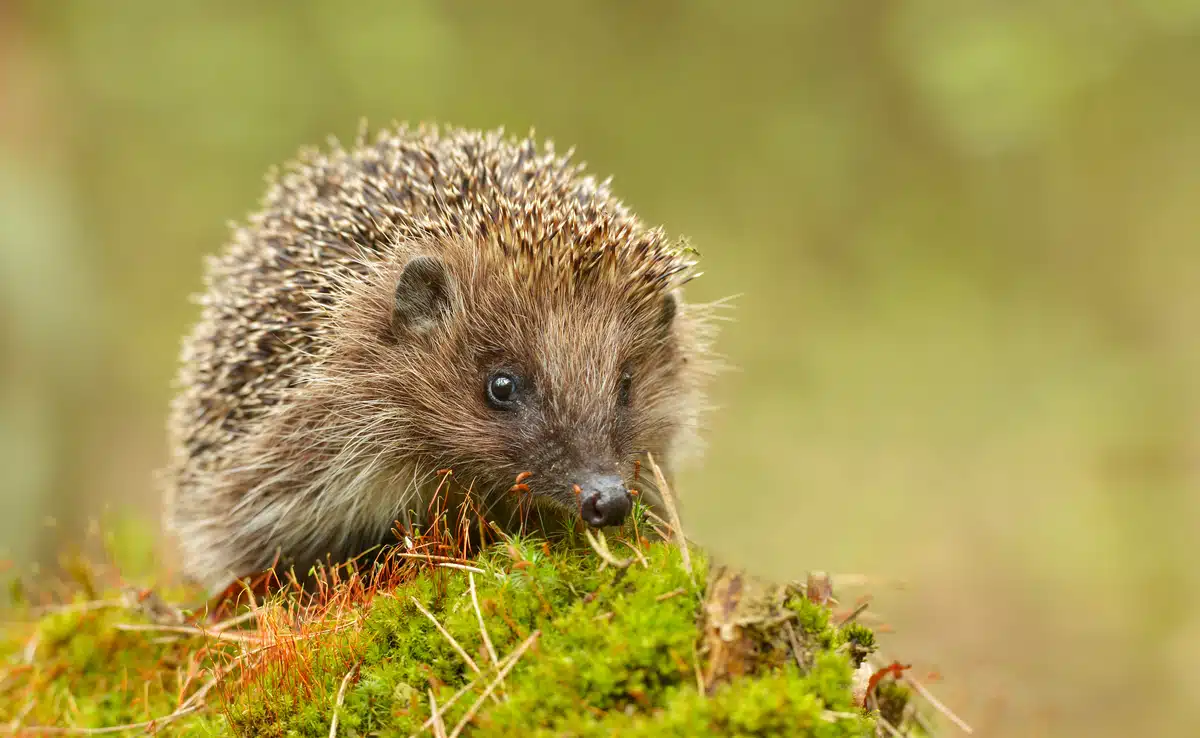 Igel Geräusche - Wildtiere in Europa Igel Geräusche - Wildtiere in Europa