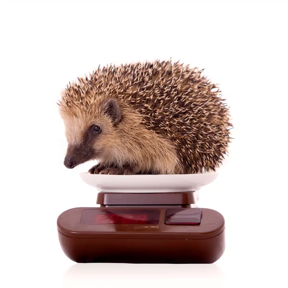 Igel Gewicht Tabelle - Wildtiere in Europa Igel Gewicht Tabelle - Wildtiere in Europa