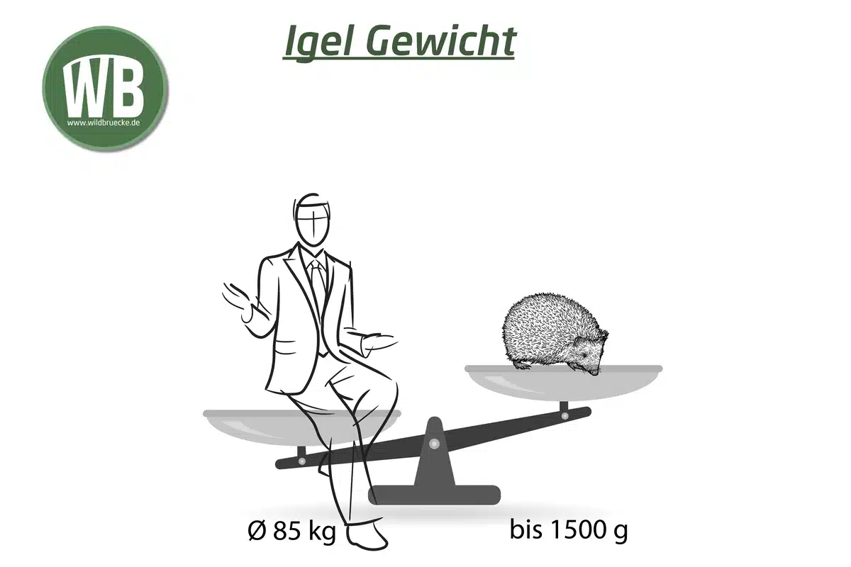 Igel Gewicht - Wildtiere in Europa Igel Gewicht - Wildtiere in Europa