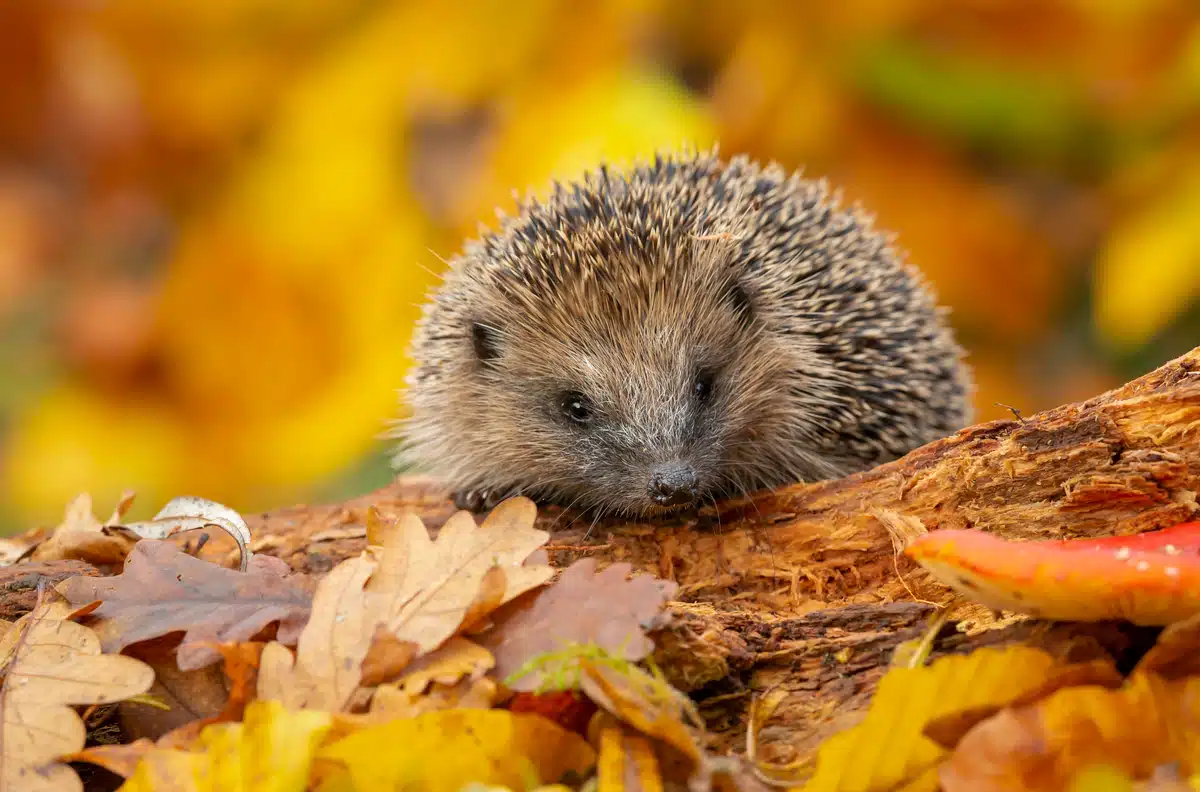 Igel Herbst - Wildtiere in Europa Igel Herbst - Wildtiere in Europa