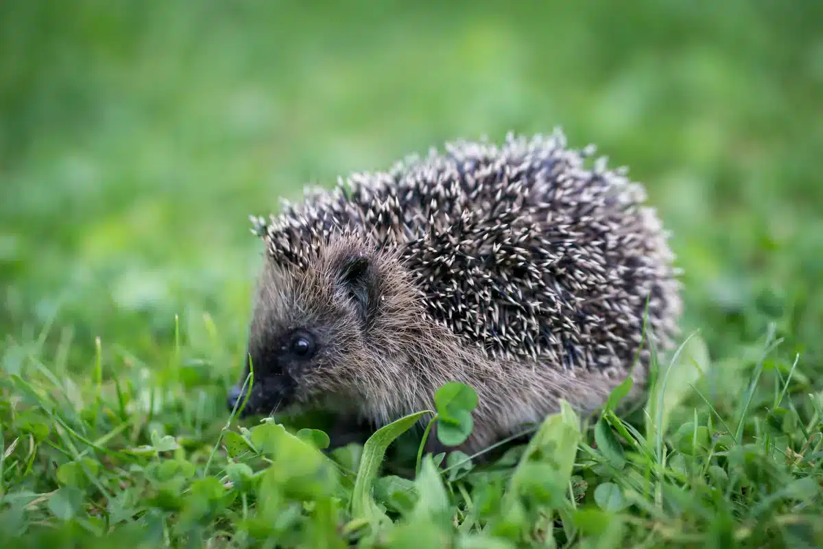 Igel Löcher in den Rasen - Wildtiere in Europa Igel Löcher in den Rasen - Wildtiere in Europa