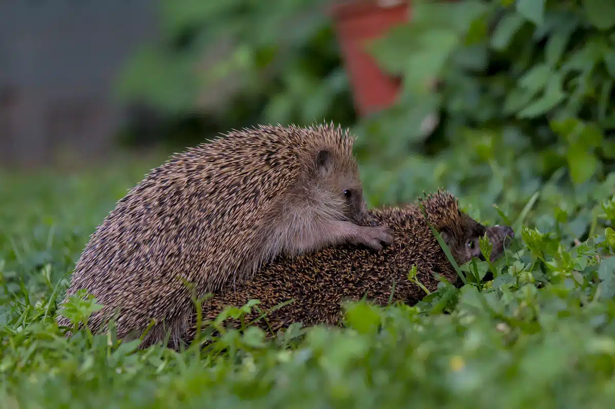 Igel Paarung - Wildtiere in Europa Igel Paarung - Wildtiere in Europa
