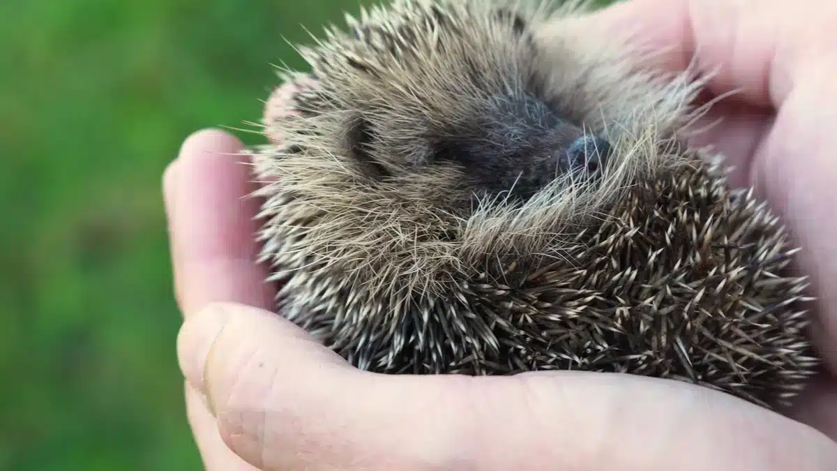 Igel Vorwarnliste - Wildtiere in Europa Igel Vorwarnliste - Wildtiere in Europa